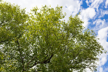 Obraz premium branch of a tree in nature as a background