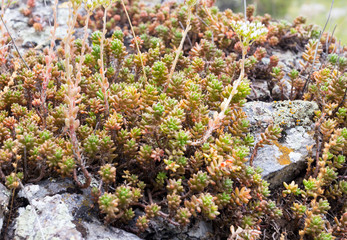plant growing on a rock
