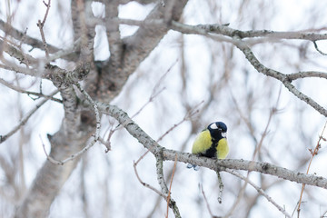 Fototapeta premium Titmouse on branch close up in winter