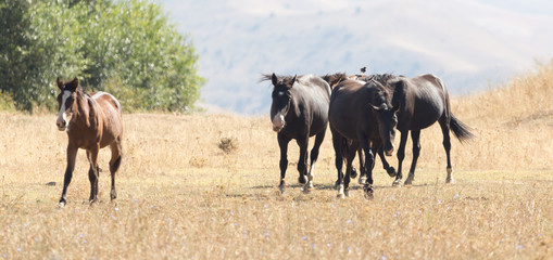 herd of horses in the pasture in the fall