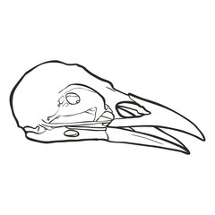 hand drawn skull of a raven