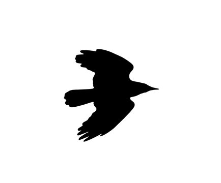 recommend clip art: silhouette of a black crow on a white background