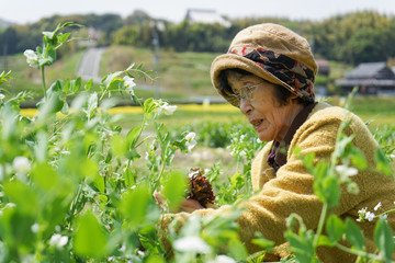 Naklejka na ściany i meble Elderly woman plowing a field