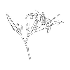 vector drawing flower of lily