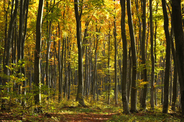 Beautiful landscape - autumn forest, trees covered with colored leaves