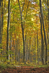 Obraz premium Beautiful autumn forest road 