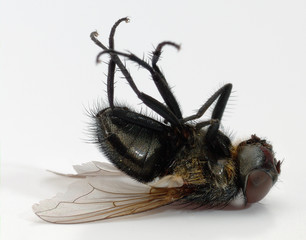 tote Fliege als Makro