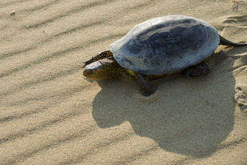 The European marsh turtle (Emys orbicularis) The European marsh turtle is a species of freshwater turtles from the genus of swamp turtles. It is found in southern and central Europe, West Asia and Nor