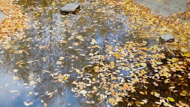 Yellow autumn leaves lie on the surface of the pond. Sunny day. Light breeze. Sky, clouds and trees are reflected in the water.