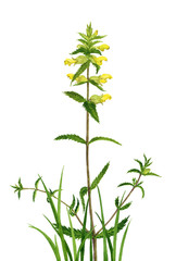 watercolor drawing flower and grass