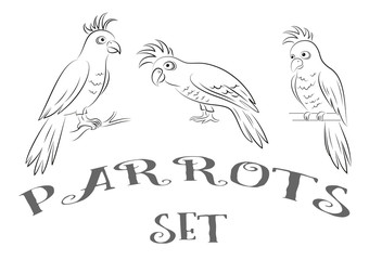 Cartoon Birds Parrots, Black Contours Isolated on White Background. Vector