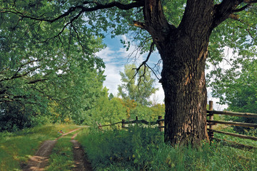 Rural road at the centenary oak
