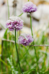 First snow in my garden
