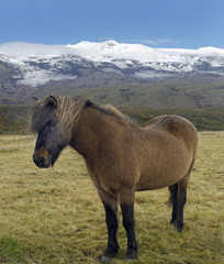 Fototapeta na wymiar Icelandic Horse