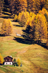 Livigno - Valtellina (IT) - Gregge al pascolo in autunno
