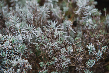 Naklejka na ściany i meble Close up on lavendula anfustifolia, top view