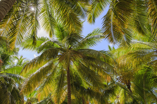 travel, summer, sun, blue, relax, vacations, sky, nature, sunny day, palms tree, dominican republic