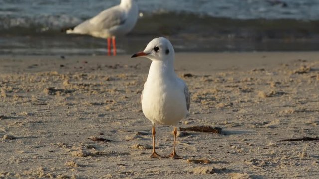 Seagull at sunset of day stands on the seashore
