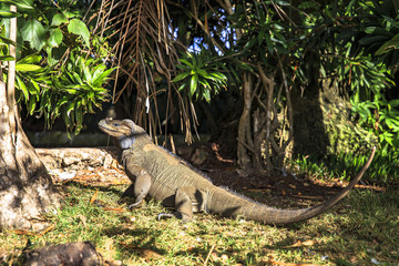 park, green, summer, zoo, traveling, nature, iguana, vacation, dominican republic