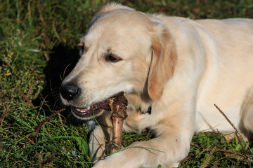 Golden Retriever