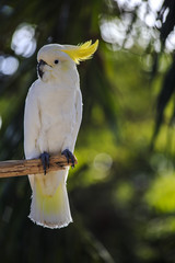cockatoo, park, parrot, white, summer, zoo, branch, nature, vacation, dominican republic © Julija