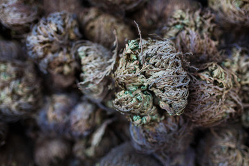 Bulbs of Rose of Jericho flowers