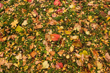 Maple leaves on grass.