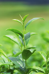 Green tea leaves in a tea plantation in morning
