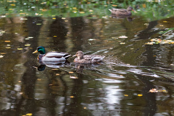 Two mallard ducks