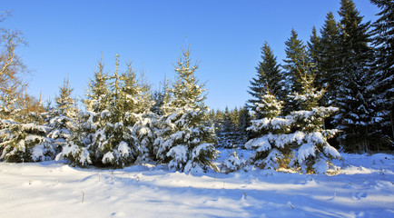 Fototapeta na wymiar Winter landscape with snow covered trees.