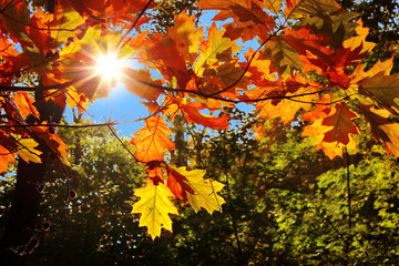 Fototapeta na wymiar Sonnenlicht im Herbst 