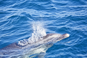 delfin exalando aire y burbujas al respirar en el estrecho de Gibraltar