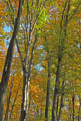 Trees in the forest in autumn.