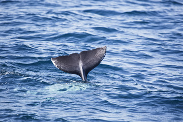 aleta trasera de delfin sumergiéndose en el mar en el Estrecho de Gibraltar.Europa. © tingitania