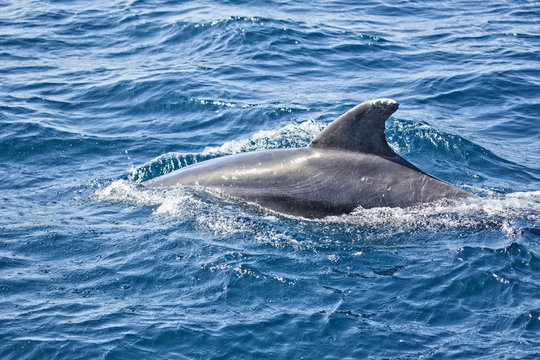 delfin desliz&aacute;ndose por el mar en el estrecho de Gibraltar