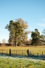 Frosty ground by a farm gate and trees.