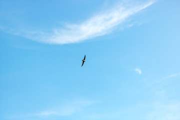 Small Bird Flying In Sky 