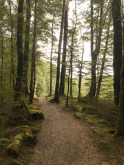 Forest of Kepler Track, New Zealand