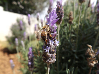 Macro detailed photo of bee collecting pollen.