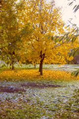 Tree with bright yellow leaves and the first snow on the grass, late autumn, early winter - cooling concept