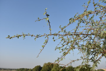 nature in thar desert rajasthan india