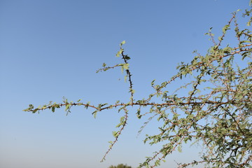 babool leaves
