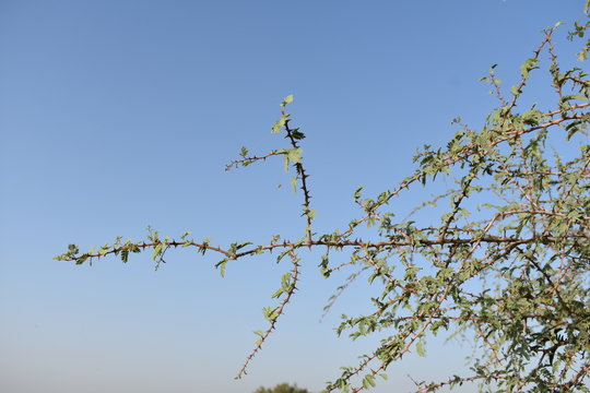babool leaves