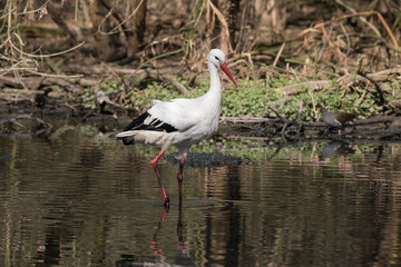 cicogna bianca nello stagno