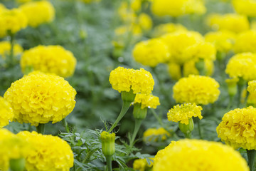 Marigolds in the garden (Tagetes erecta L)