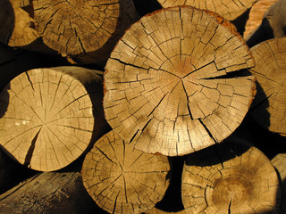 dry cracked timber logs