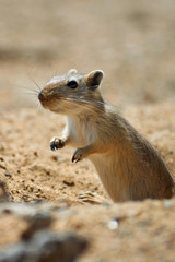 The great gerbil (Rhombomys opimus).  The great gerbil is a large gerbil found throughout much of Central Asia.