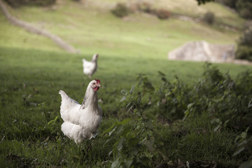 Free range chicken in field