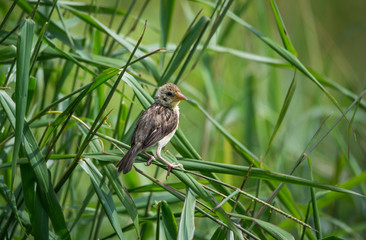 Perched baya weaver