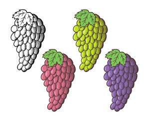 Bunch of ripe grapes. Outline and colored version. Green, red and black grapes.  Hand drawn vector illustration